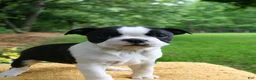 Boston Terrier dogs for sale: Buttercup - Ad 3
