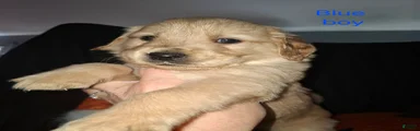 Golden Retriever 6