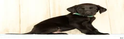 Labrador Retriever dogs for sale: Bruce - Ad 4
