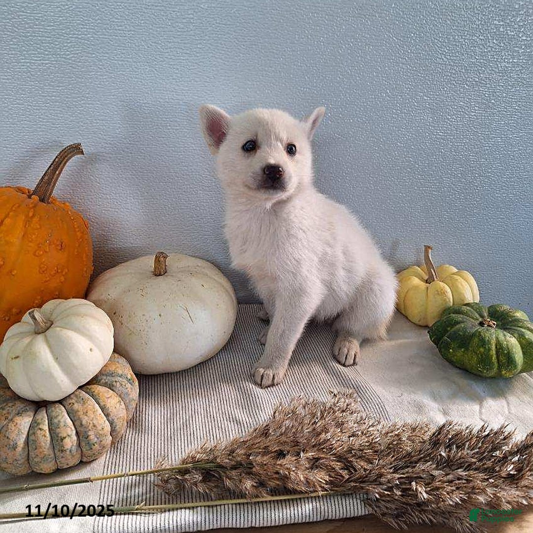 Pomsky dogs for sale: Jana - Ad 5