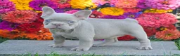 French Bulldog dogs for sale: Clara - Ad 5
