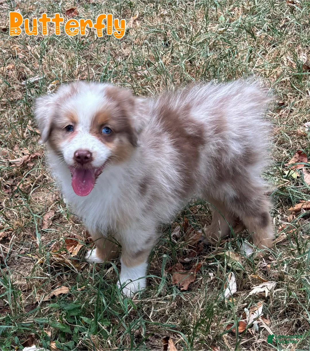 Australian Shepherd dogs for sale: Butterfly - Ad 2