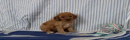 Mini Goldendoodle dogs for sale: Maui - Ad 3