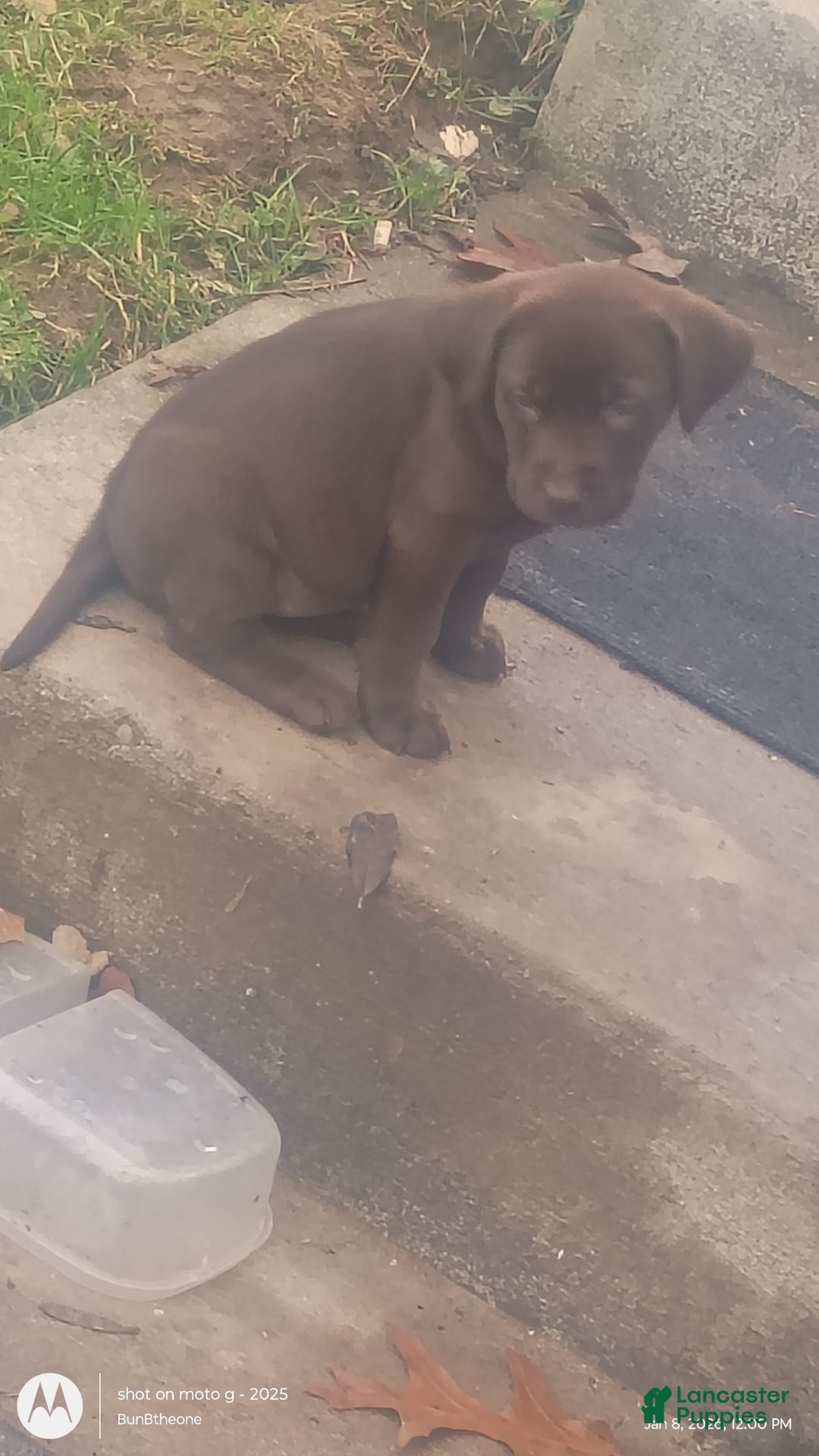 Labrador Retriever dogs for sale: Labrador Retriever Puppy 3 - Ad 11