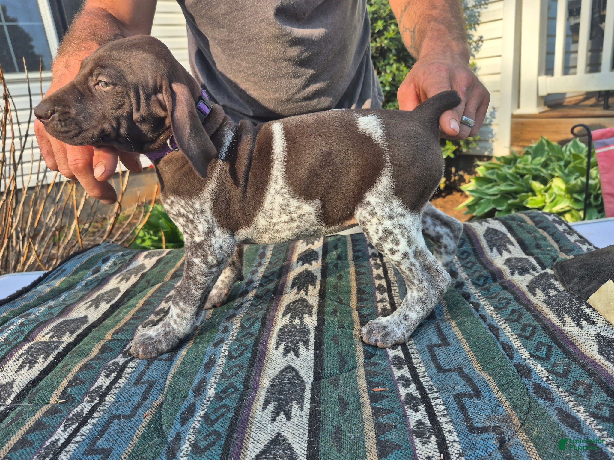 German Shorthaired Pointer dogs German Shorthaired Pointer Puppy 1 - Ad 2
