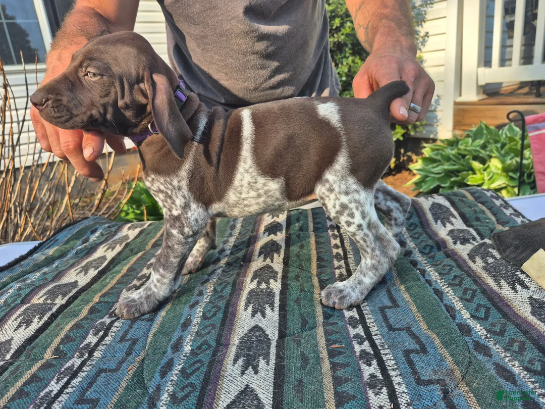 German Shorthaired Pointer dogs for sale: German Shorthaired Pointer Puppy 1 - Ad 2