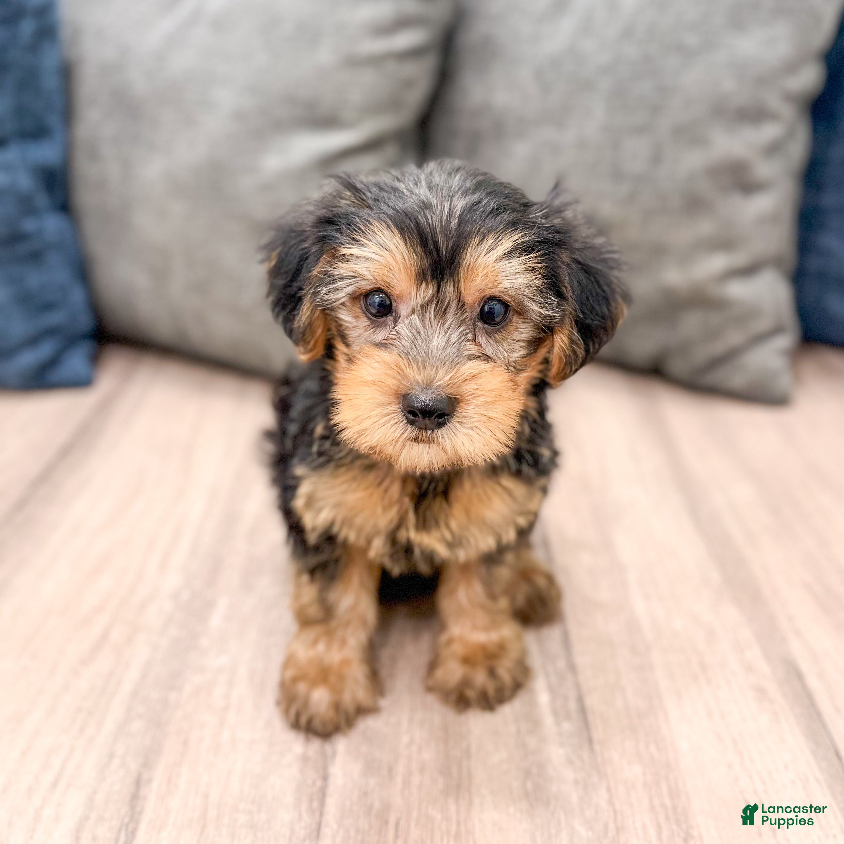 Yorkshire Terrier dogs Elvis - Ad 1