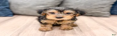 Elvis