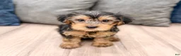 Yorkshire Terrier dogs for sale: Elvis - Ad 1