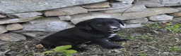 Mixed Breed dogs for sale: Bella - Ad 2