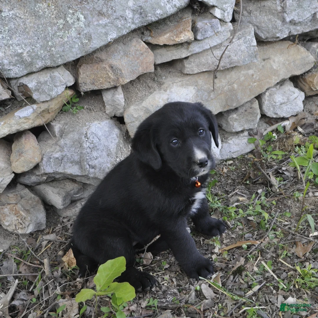 Mixed Breed dogs for sale: Bella - Ad 2