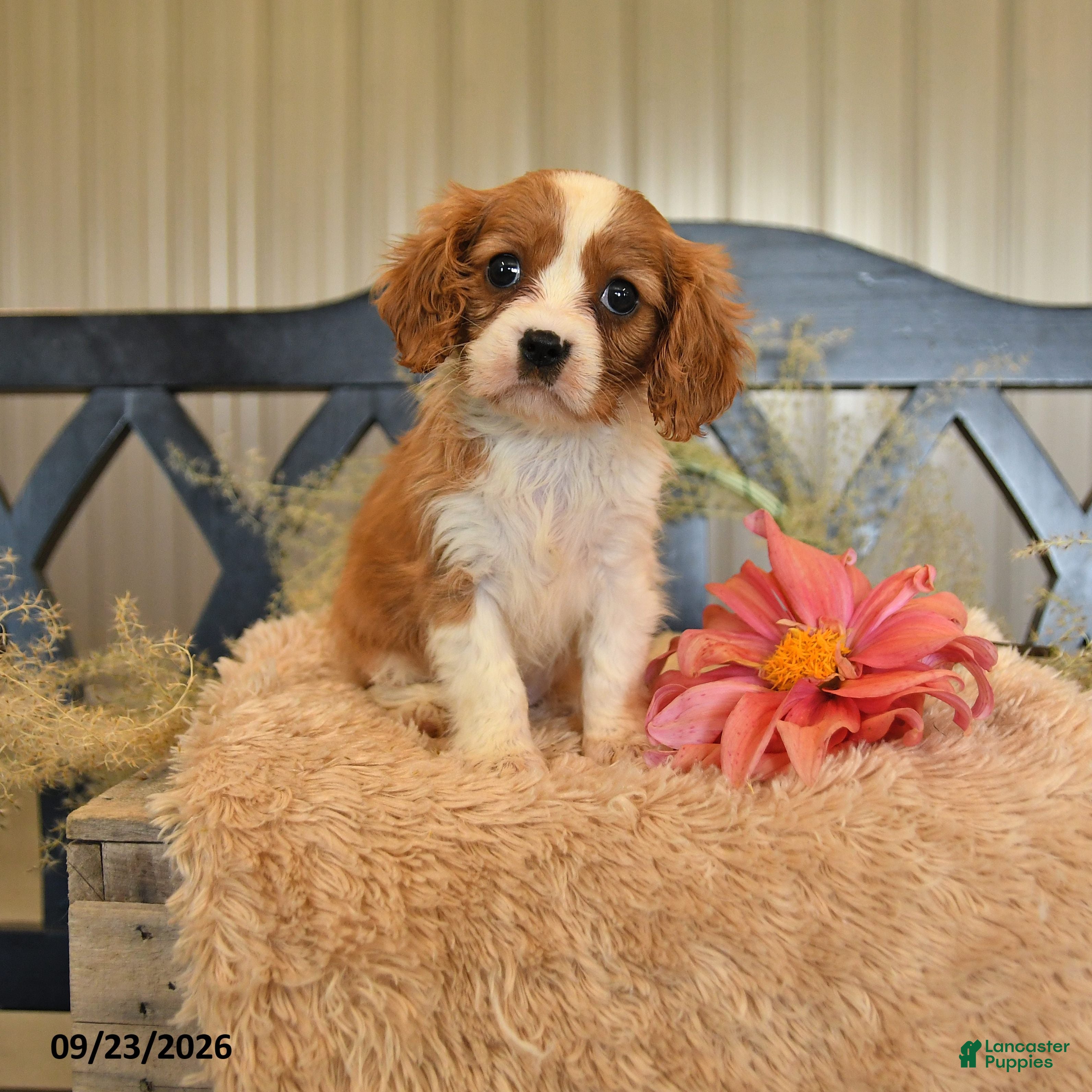 Paige, Cavalier King Charles Spaniel