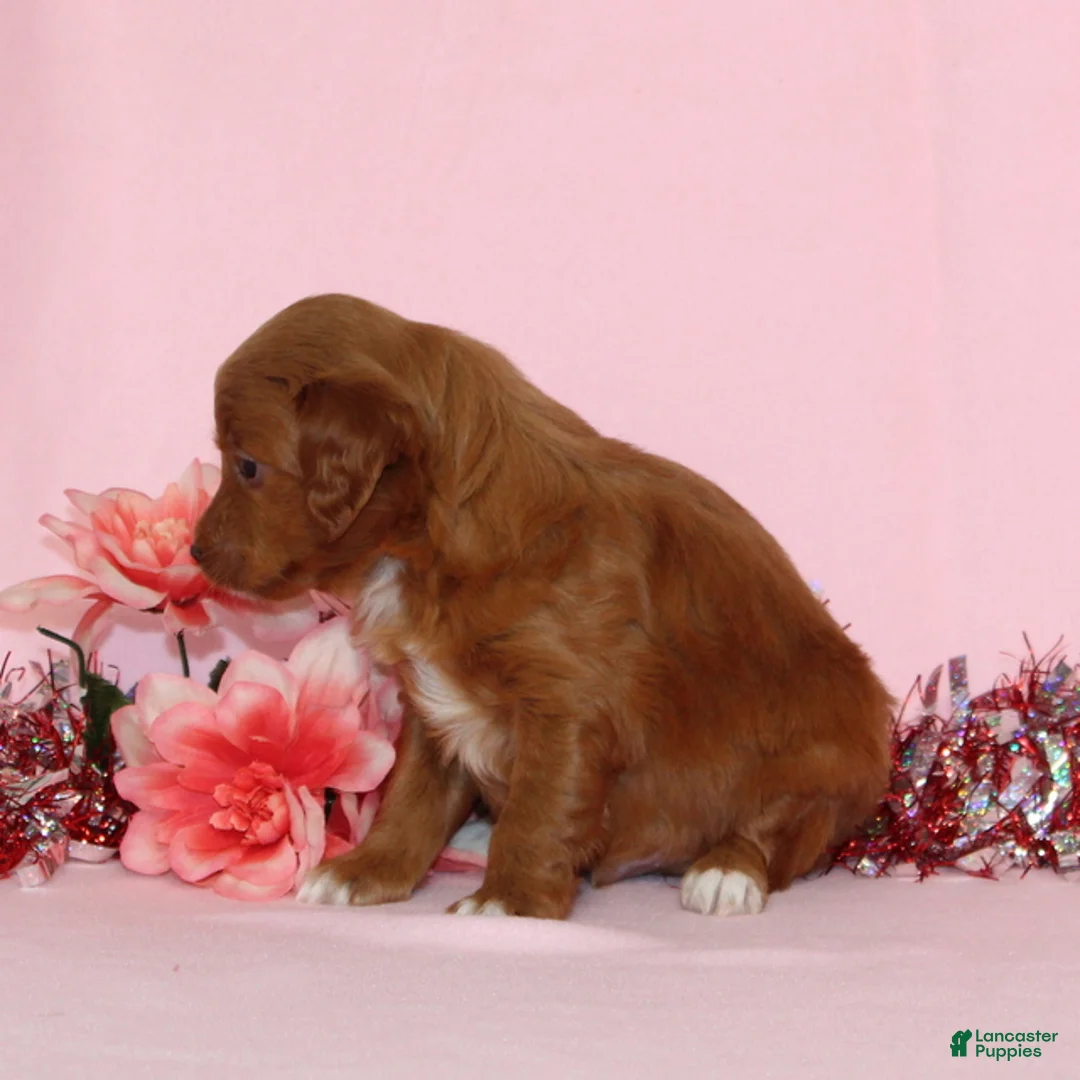 Mini Goldendoodle dogs for sale: Allen - Ad 3