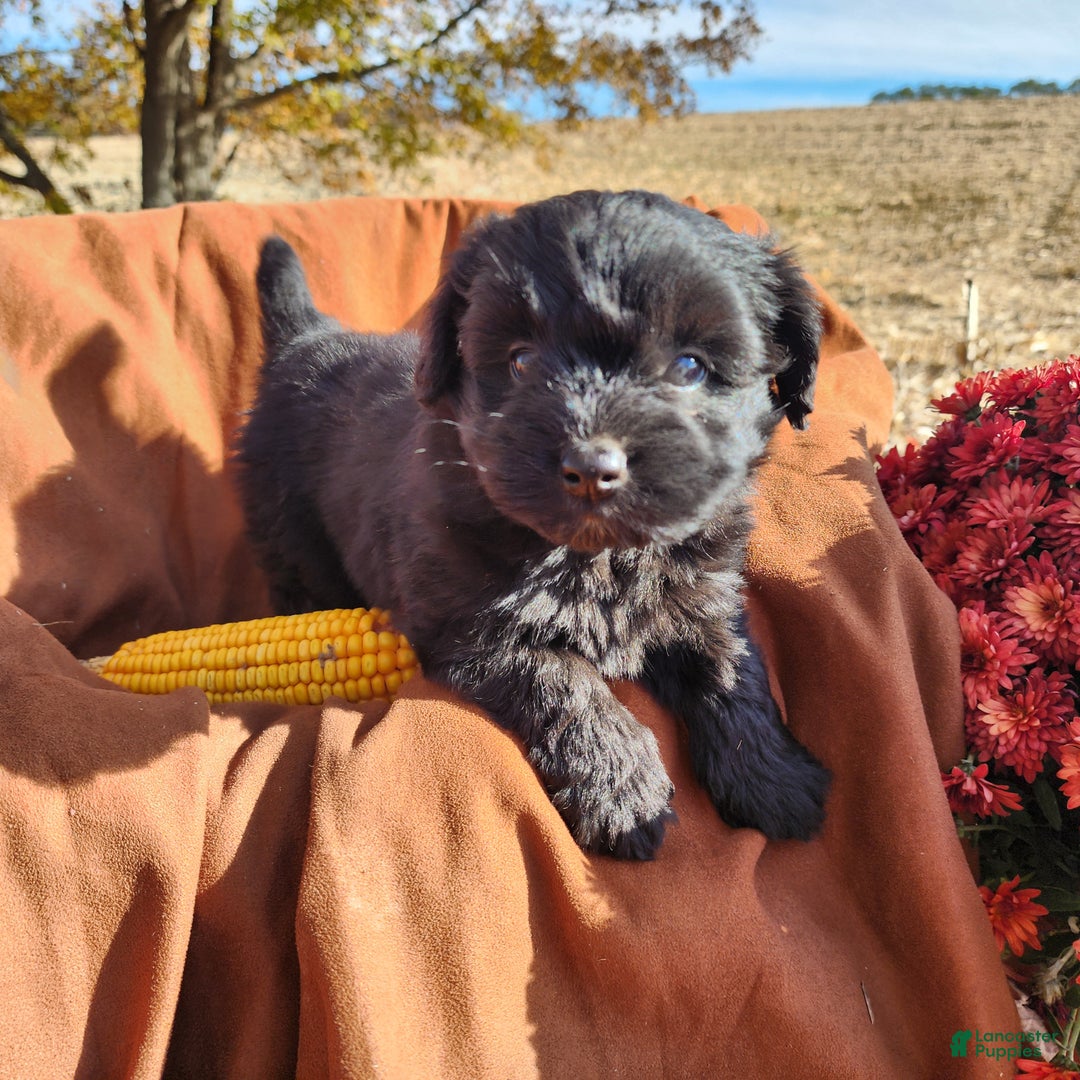 Pomapoo dogs for sale: Willard  - Ad 3