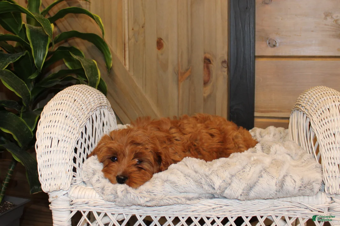 Cavapoo dogs for sale: Cavapoo Puppy 1 - Ad 3
