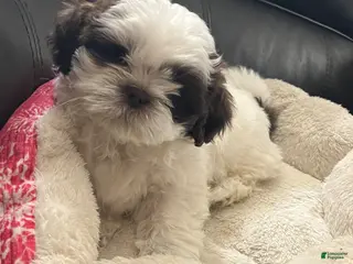 Shih Tzu dogs for sale: Shih Tzu Puppy 6 - Ad 1