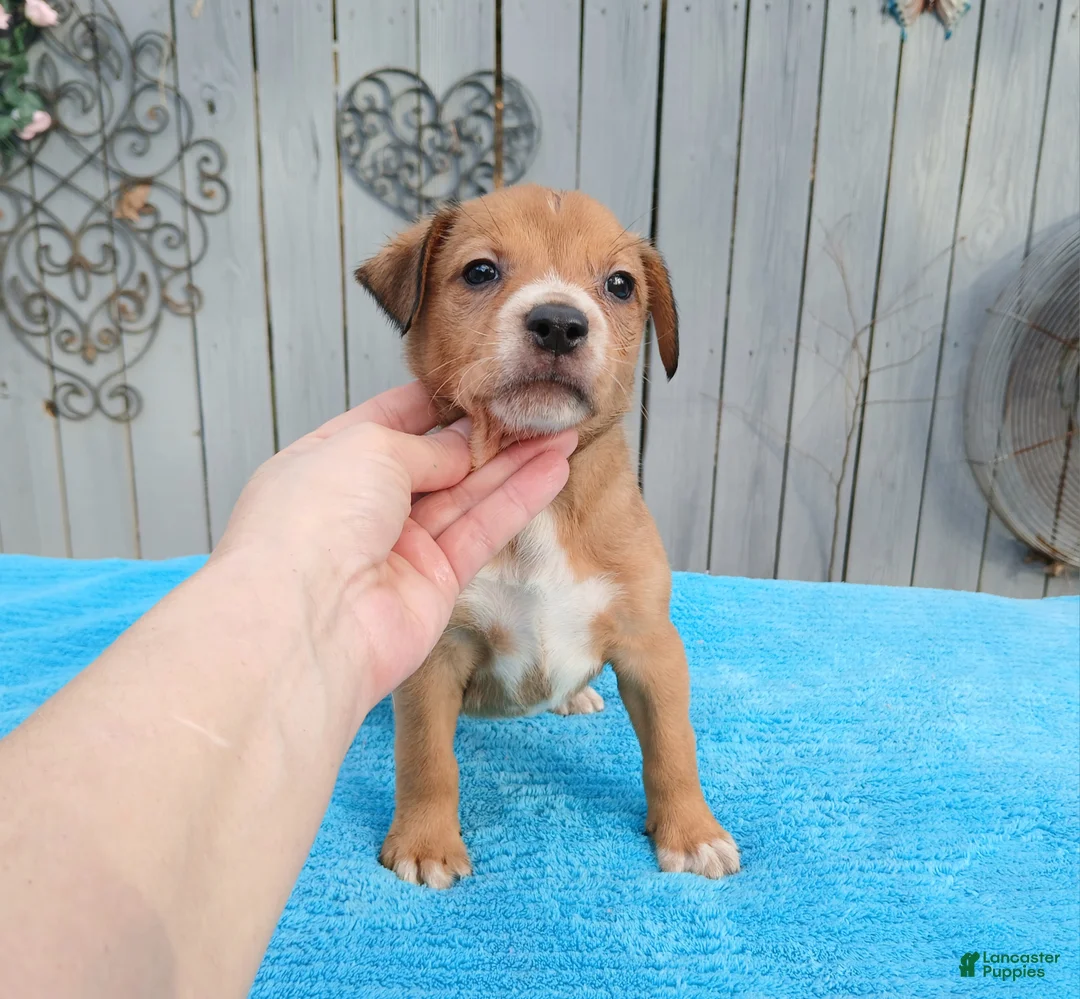 Mixed Breed dogs for sale: 1/2 Blue Heeler 1/2 Bulldog,  Nationwide delivery  - Ad 2