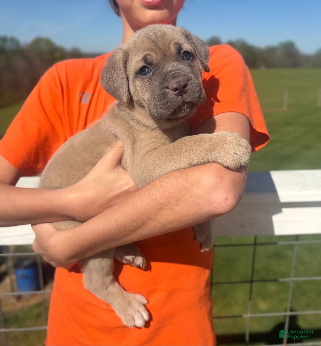 Cane Corso dogs for sale: Cane Corso Puppy 4 - Ad 1