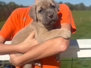 Cane Corso dogs Cane Corso Puppy 4 - Ad 9