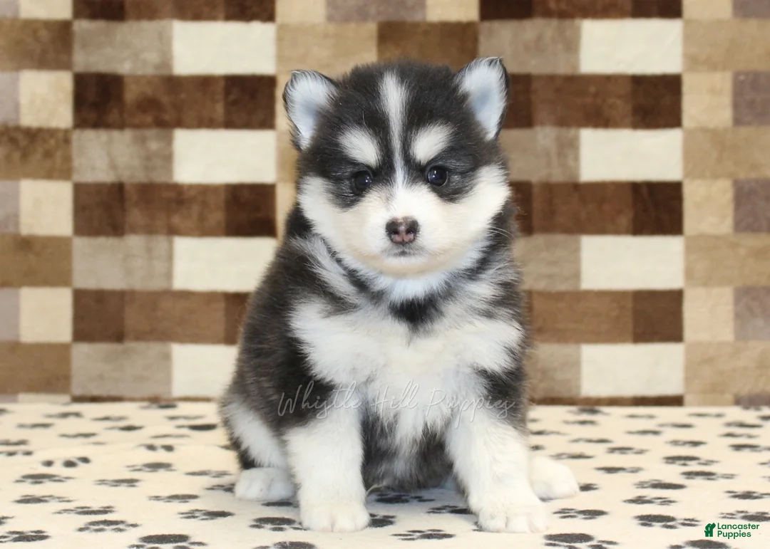Pomsky dogs for sale: Isaac - Ad 3