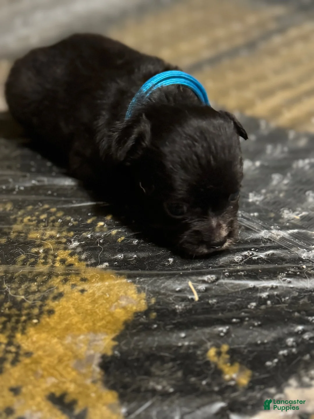Chihuahua dogs for sale: Chihuahua 1 - Ad 1