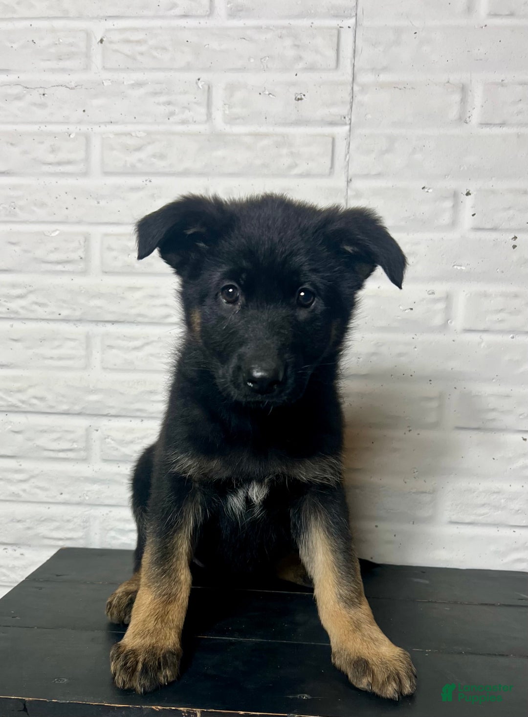 German Shepherd dogs for sale: Daisy - Ad 1