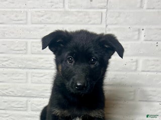 German Shepherd dogs Daisy - Ad 41