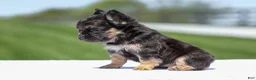 French Bulldog dogs for sale: Jade - Ad 9