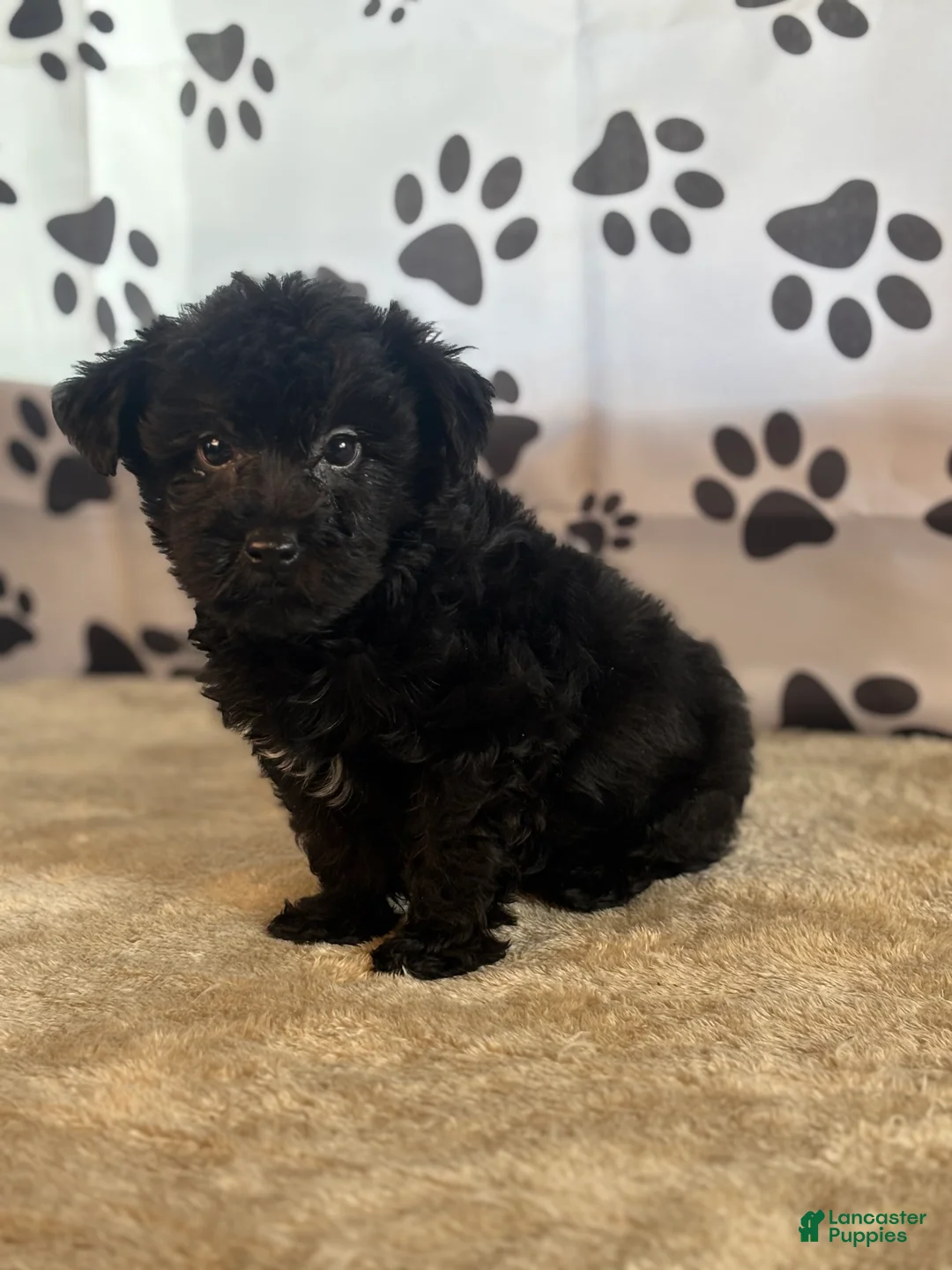 Yorkshire Terrier dogs for sale: Ishmael - Ad 1