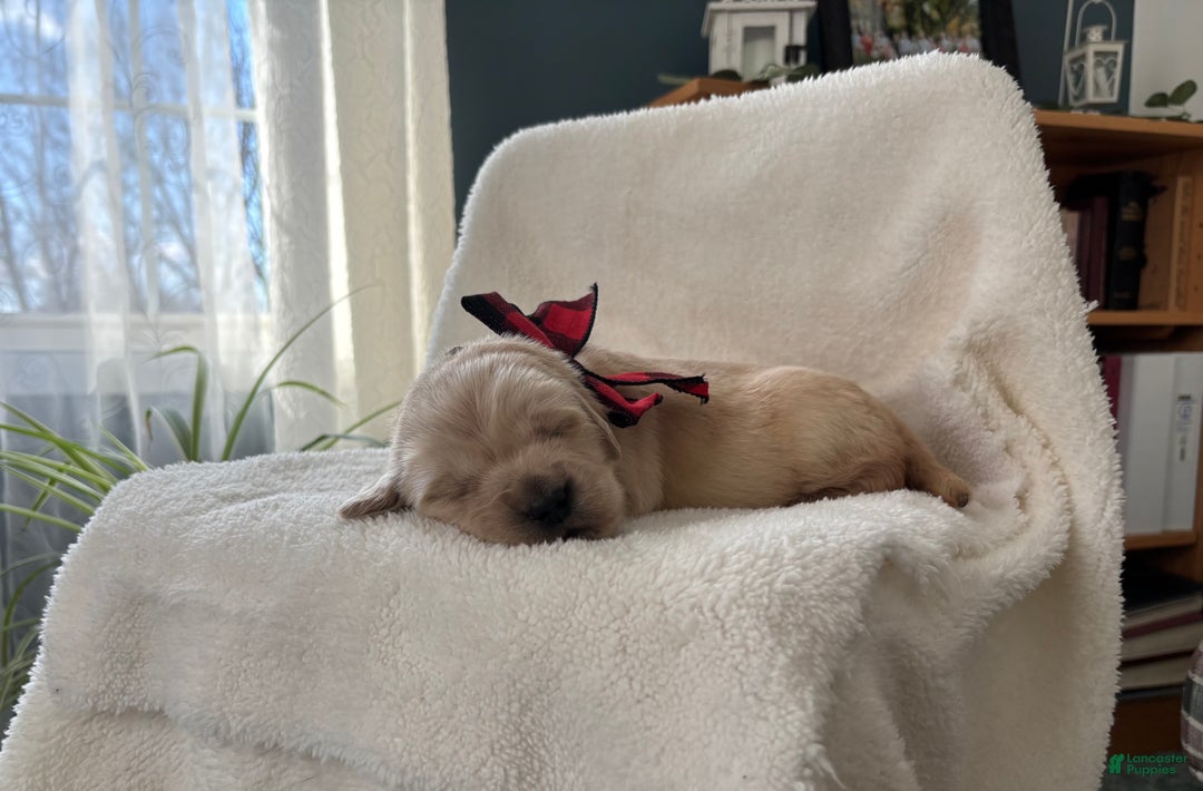 Golden Retriever dogs for sale: Woods - Ad 1