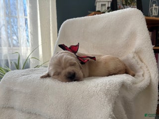 Golden Retriever dogs for sale: Woods - Ad 2