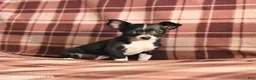 Chihuahua dogs for sale: Tulip - Ad 2