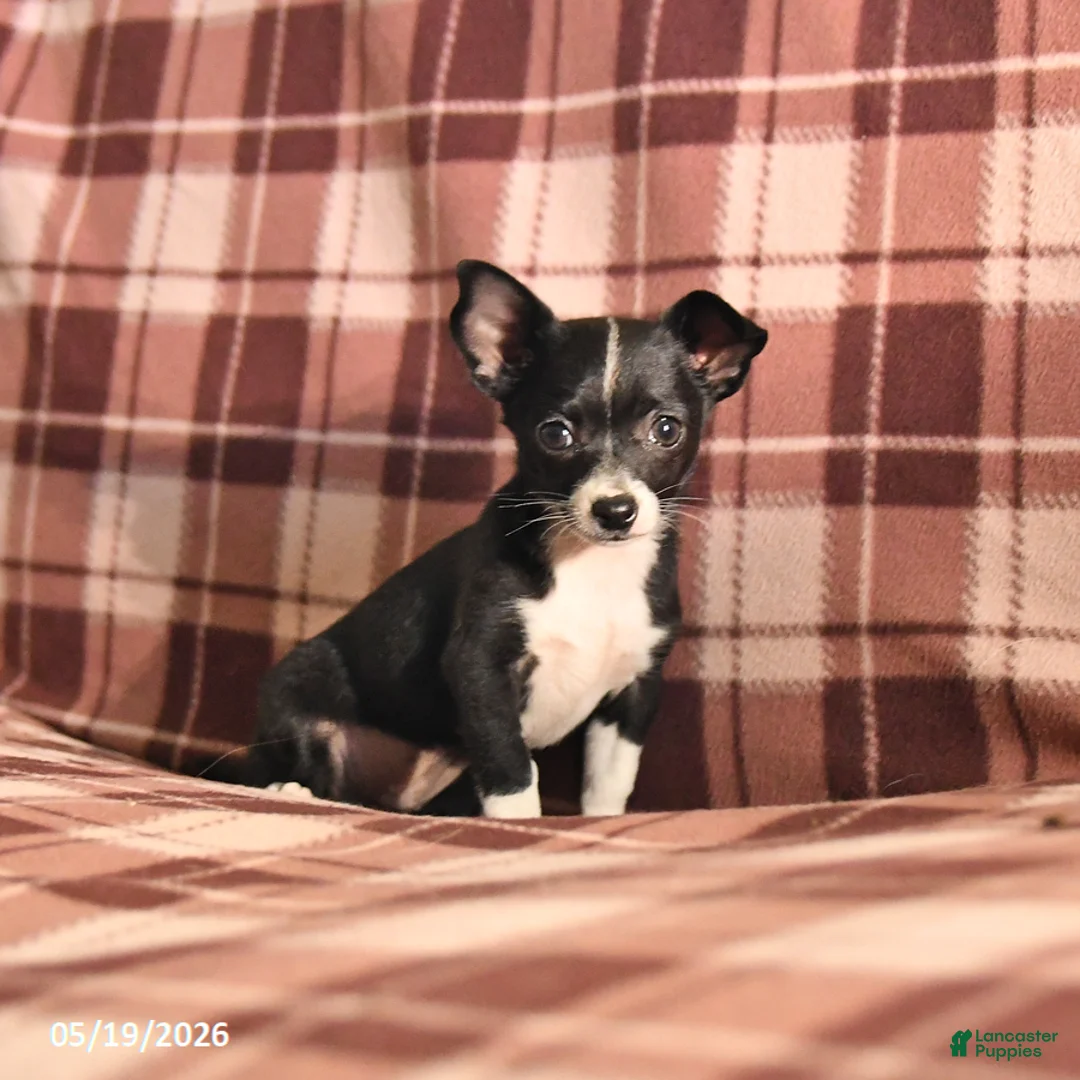 Chihuahua dogs for sale: Tulip - Ad 2
