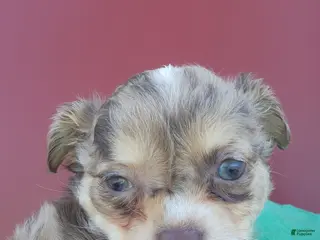 Chihuahua dogs Timber - Ad 42