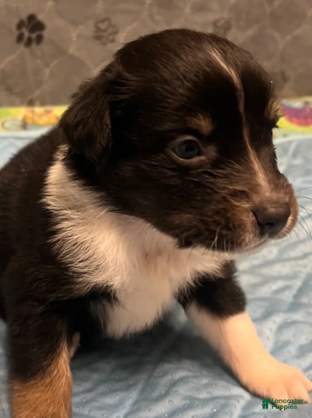 Australian Shepherd dogs for sale: Jelly roll - Ad 1