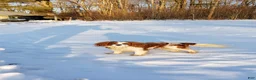 Cavalier King Charles Spaniel dogs for sale: Spot - Ad 8