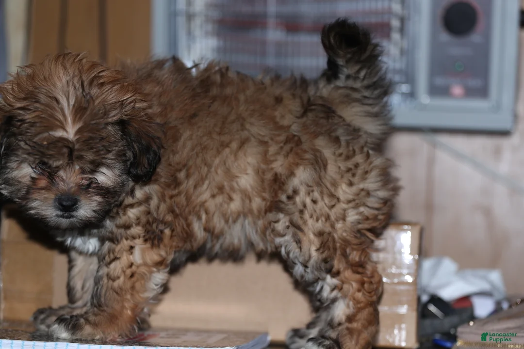 Shih Tzu dogs for sale: Shih Tzu Puppy 2 - Ad 7
