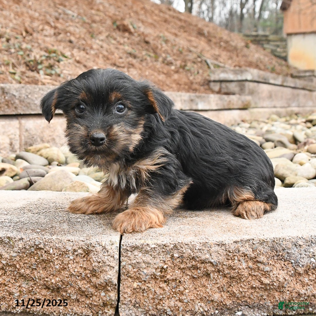 Yorkshire Terrier dogs for sale: Jessica - Ad 2