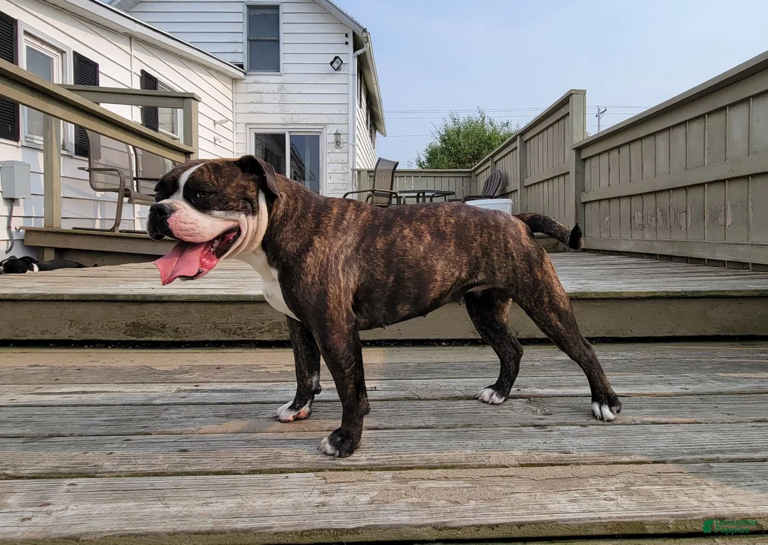 Olde English Bulldogge dogs for sale: Irene - Ad 6