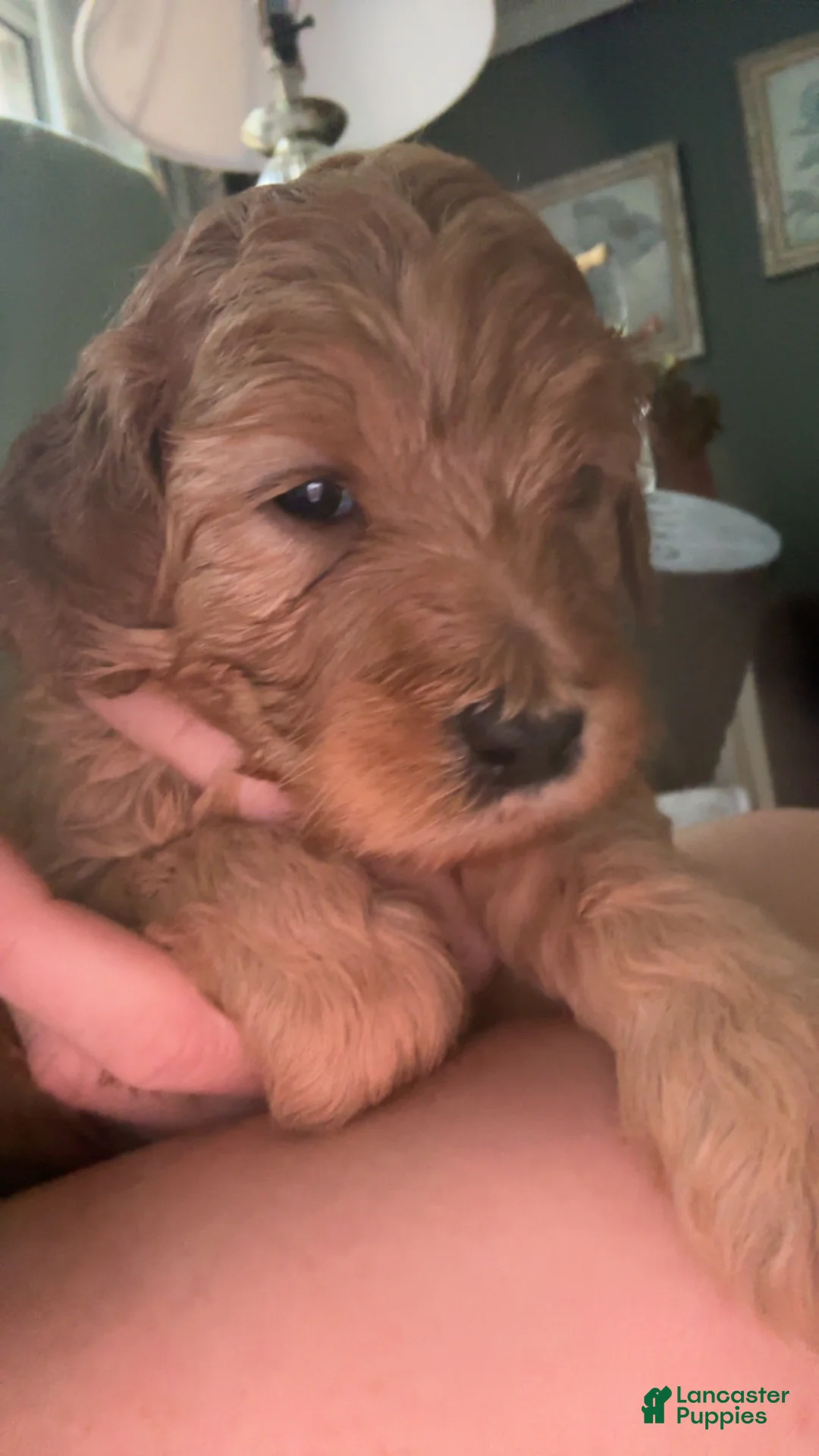 Goldendoodle dogs for sale: Goldendoodle 4 - Ad 2