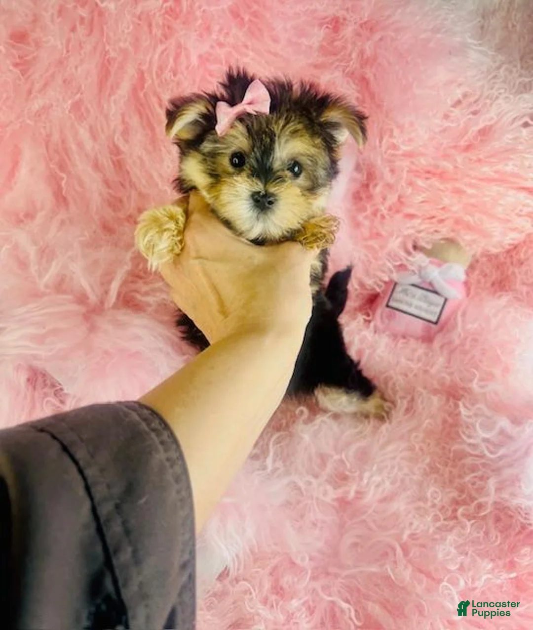 Morkie dogs for sale: Morkie 1 - Ad 1