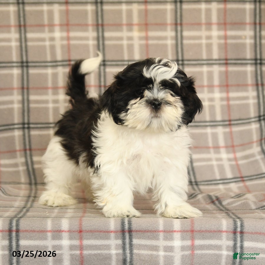 Shih Tzu dogs Stormy - Ad 1