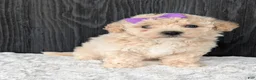Bichpoo dogs for sale: Zoey - Ad 5