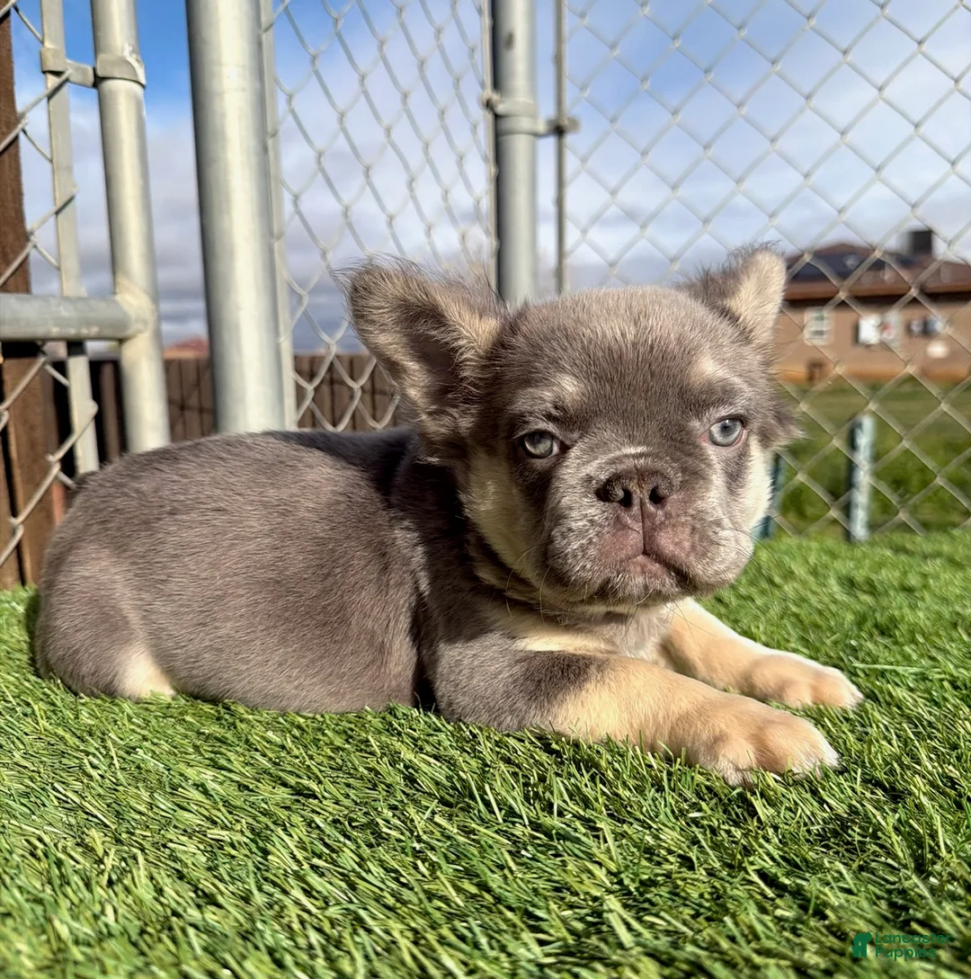 Gallery Image {{count}}