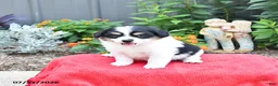 Mixed Breed dogs for sale: Stella - Ad 4