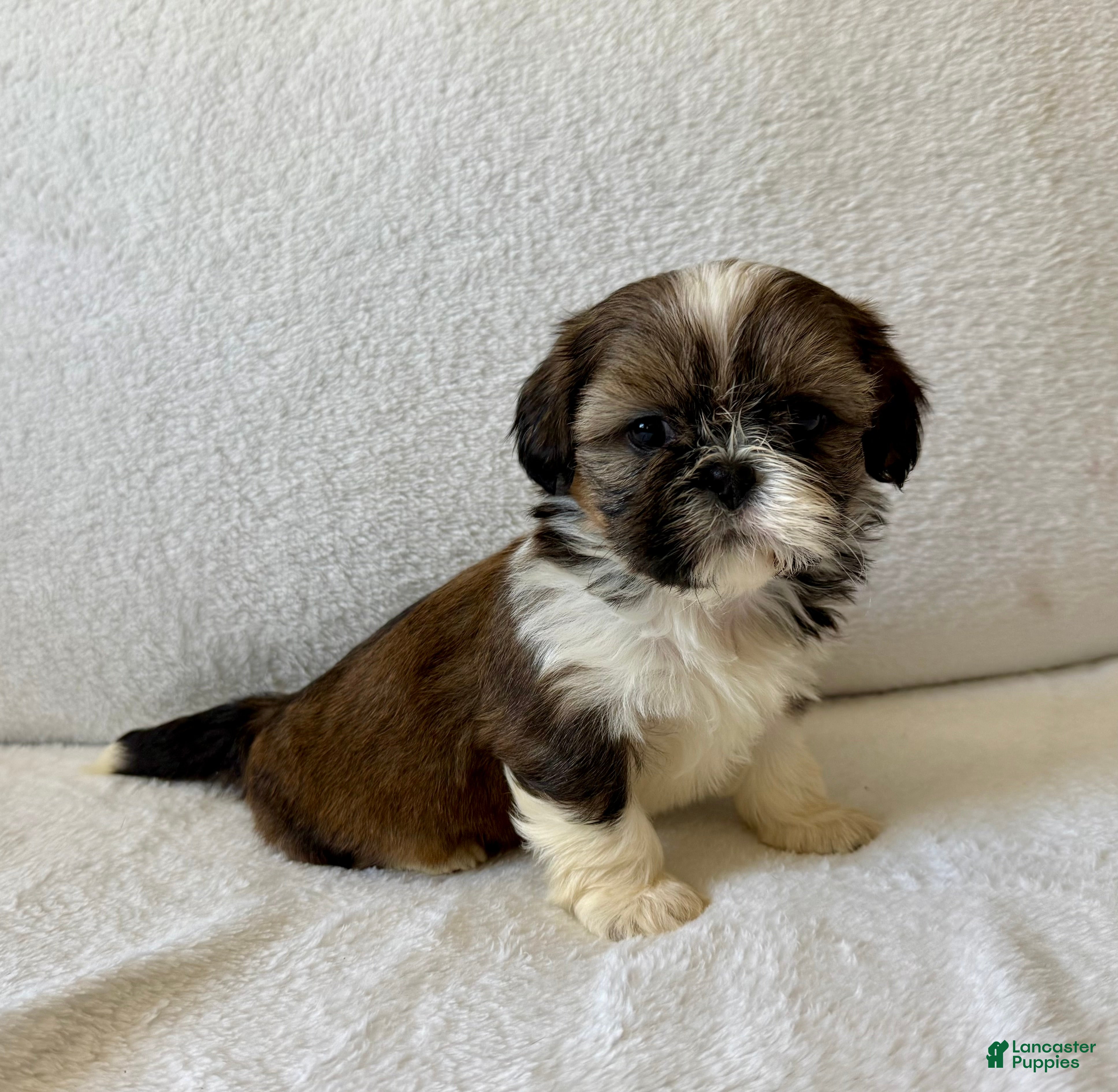 Golden Retriever Sheltie Shih Tzu Mix For Sale 22+ Thousand Dog