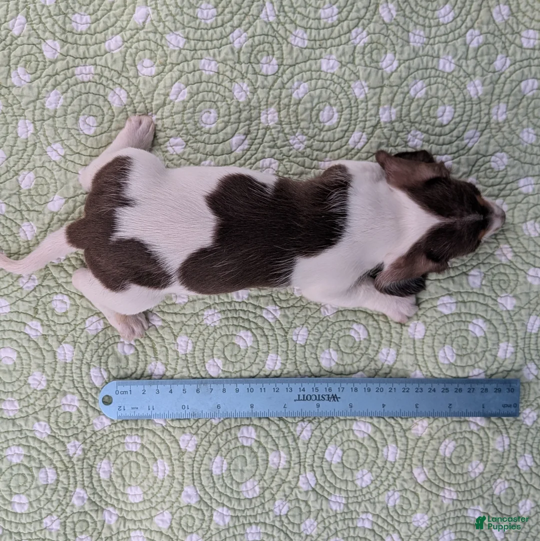 Miniature Dachshund dogs for sale: Hershey - Ad 11