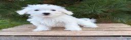 Maltese dogs for sale: Enzo - Ad 4