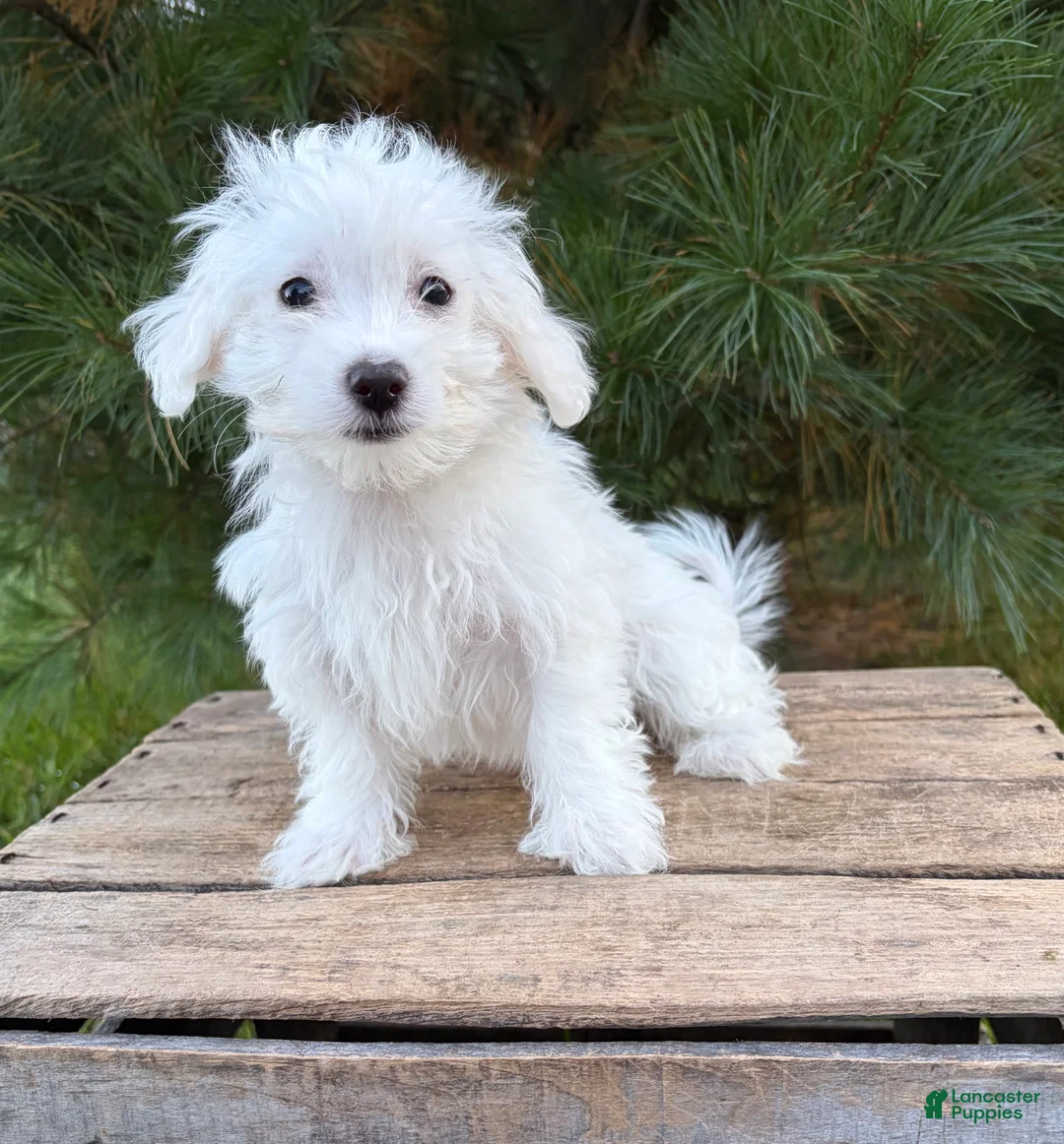Maltese dogs for sale: Enzo - Ad 4