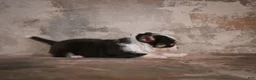 Chihuahua dogs for sale: Elvis - Ad 14